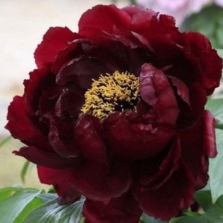 саженец Пион древовидный Полночь d11см в тубе