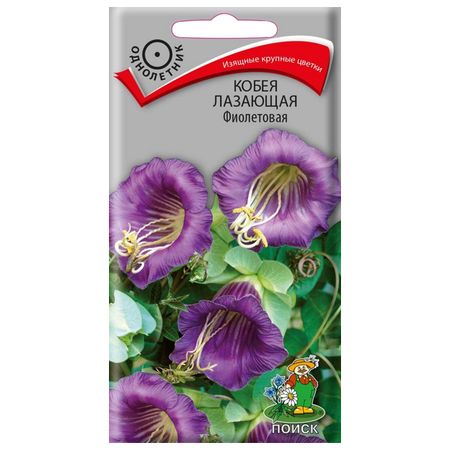 семена Кобея лазающая Фиолетовая ПОИСК 5шт фиолетовая чашка jingde tea set