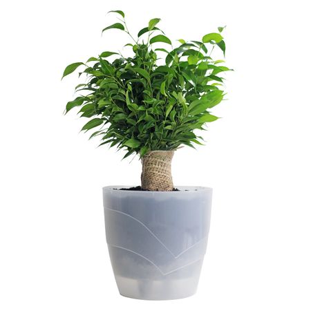 горшок двойной Грация 4,5л d20см h20см белый прозрачный пластик