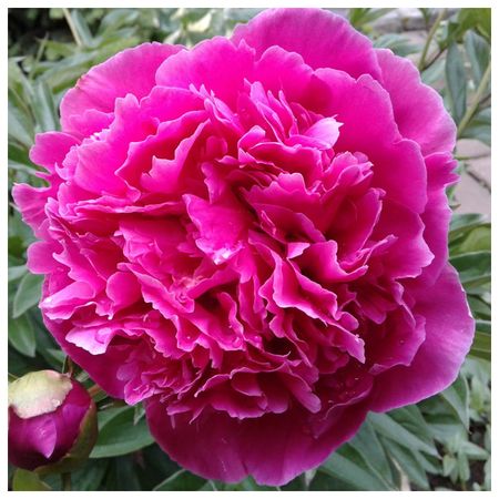 саженец Пион травянистый Обитель Богов d11см в тубе