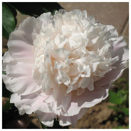 саженец Пион травянистый Белый Журавль d11см в тубе