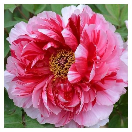 саженец Пион древовидный Ред виз Пинк d11см в тубе