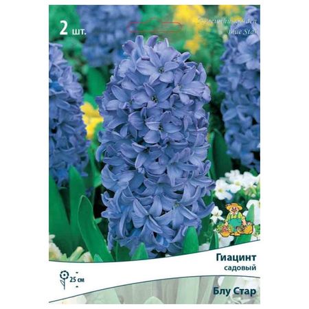 луковицы растений гиацинт садовый Блу Стар 2 шт. 14/15