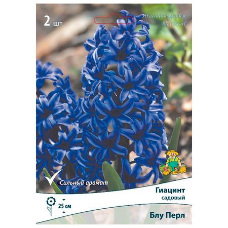 луковицы растений  гиацинт садовый Блу Перл 2 шт. 14/15