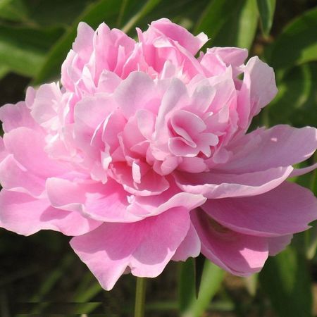 саженец Пион травянистый Небесная Парча d11см в тубе