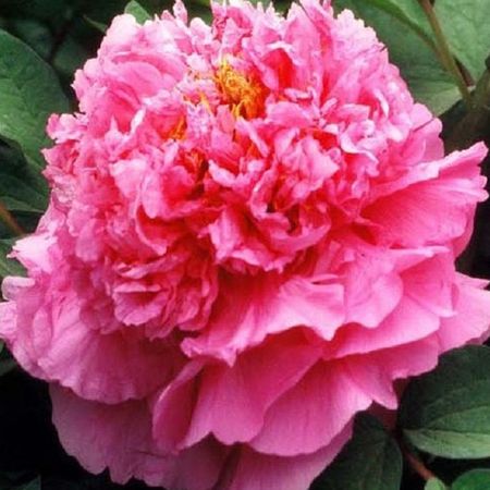 саженец Пион древовидный Орнамент d11см в тубе