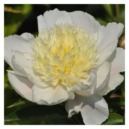 саженец Пион травянистый Золотая Шпилька d11см в тубе