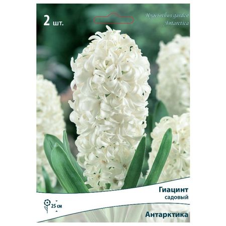 луковицы растений  гиацинт садовый Антарктика 2 шт. 14/15