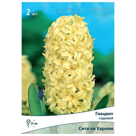 луковицы растений  гиацинт садовый Сити ов Харлем 2 шт. 14/15 ошейники шлейки yami yami амуниция поводок сити синий 3