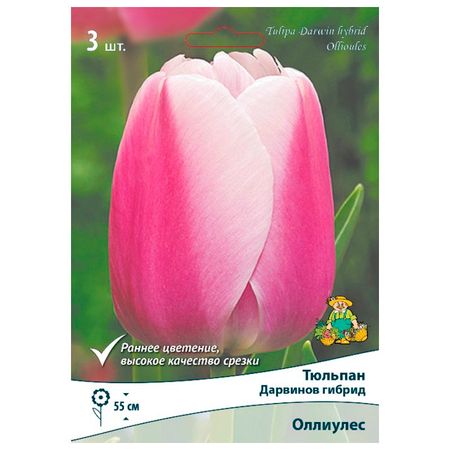 луковицы растений  тюльпан Дарвинов гибрид Оллиулес 3 шт. 10/11