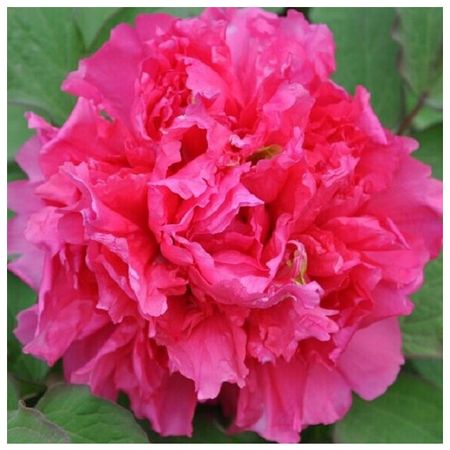 саженец Пион древовидный Алая Волна d11см в тубе