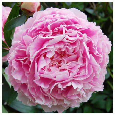 саженец Пион травянистый Ша-ла d11см в тубе