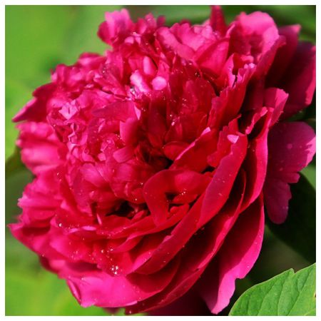 саженец Пион древовидный Ночные Грезы  d11см в тубе подарочный коробок рутаупак ночные грезы 3в1 3 шт