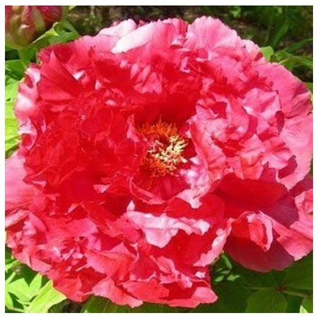 саженец Пион древовидный Восход Солнца d11см в тубе