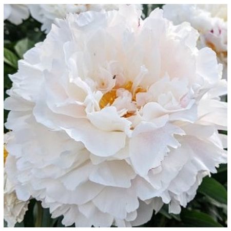 саженец Пион древовидный Белый Снег d11см в тубе