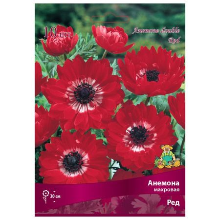 корни растений анемона махровая Ред 10 шт. 5/6