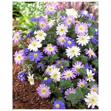 корни растений анемона Бланда Смесь окрасок 10 шт. 5/6