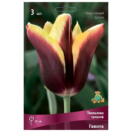 луковицы растений тюльпан триумф Гавота 3 шт. 11/12 тюльпан дарвинов гибрид ред импрешн луковицы 10 11