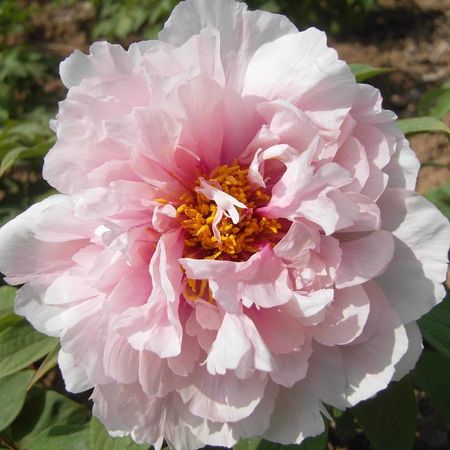 саженец Пион древовидный Персик Под Снегом d11см в тубе