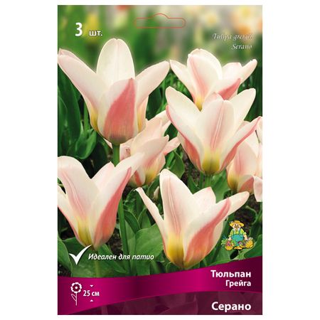 луковицы растений тюльпан Грейга Серано 3 шт. 10/11 тюльпан дарвинов гибрид ред импрешн луковицы 10 11