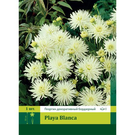 корень Георгин бордюрный Плайя Бланка 1шт.