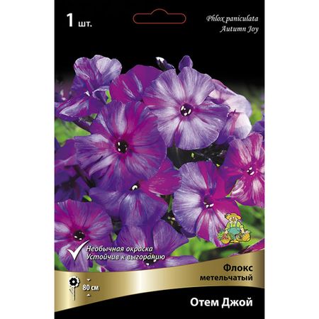 корень Флокс метельчатый Отем Джой 1шт