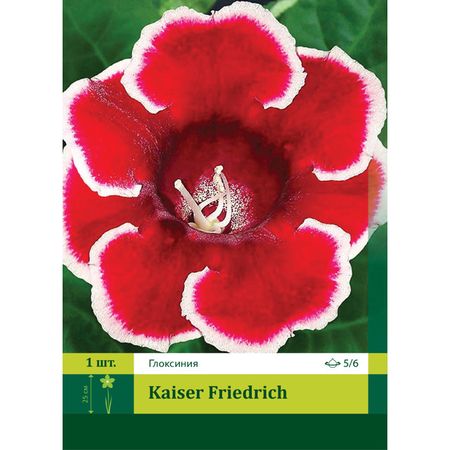 клубни Глоксиния Кайзер Фридрих 5/6 1шт.