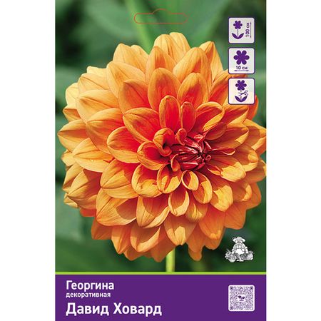 клубень Георгина декоративная Давид Ховард 1шт