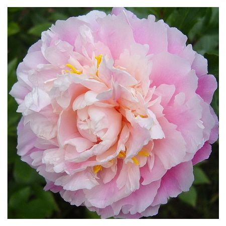 саженец Пион травянистый Розовое Облако d11см в тубе скотч для декорирования sky city серии облако