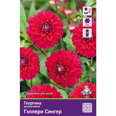 клубень Георгина декоративная Гэллери Сингер 1шт