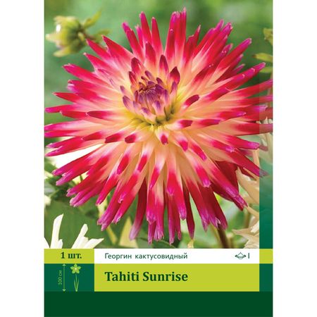корень Георгин кактусовый Таити Санрайз 1шт.