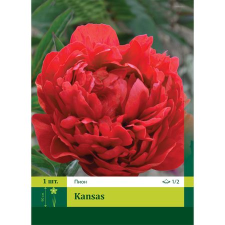 корень Пион Канзас 1/2 1шт.