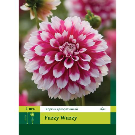 корень Георгин декоративный Фуззи Вуззи 1шт.
