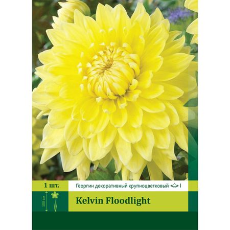 корень Георгин крупноцветковый Кельвин Флудлайт 1шт.