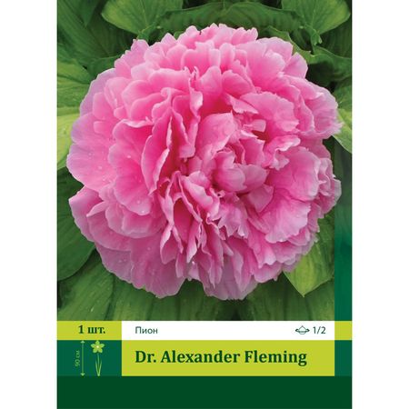 корень Пион Др. Александр Флеминг 1/2 1шт.
