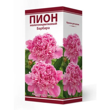 корень Пион молочноцветковый Барбара 1шт в капере классик