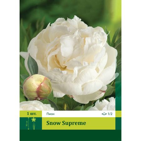 корень Пион Сноу Суприм 1/2 1шт.
