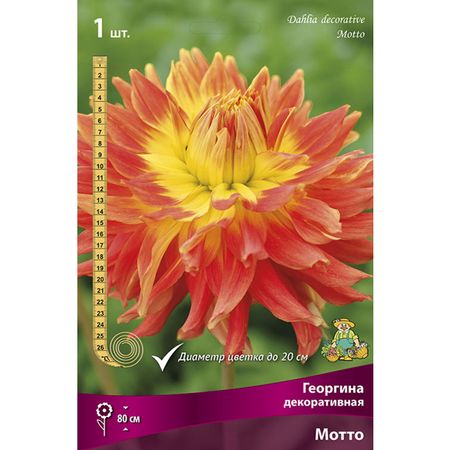 клубень Георгина декоративная Мотто 1шт