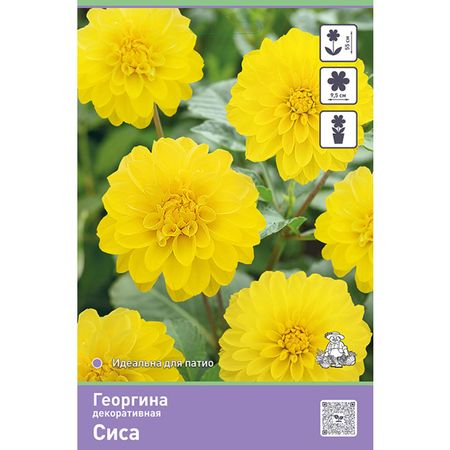 клубень Георгина декоративная Сиса 1шт