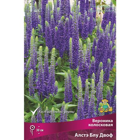 корень Вероника колосковая Алстэ Блу Дворф 1шт тайна заснеженного леса вероника медведева