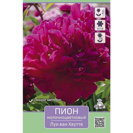 корень Пион молочноцветковый Луи ван Хаутте 1шт в капере классик