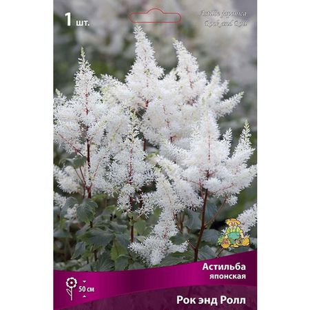 корень Астильба японская Рок энд Ролл 1шт