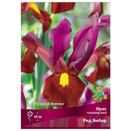 луковицы растений ирис голландский Ред Эмбер 10 шт. 6/7