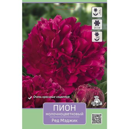 корень Пион молочноцветковый Ред Мэджик 1шт в капере классик