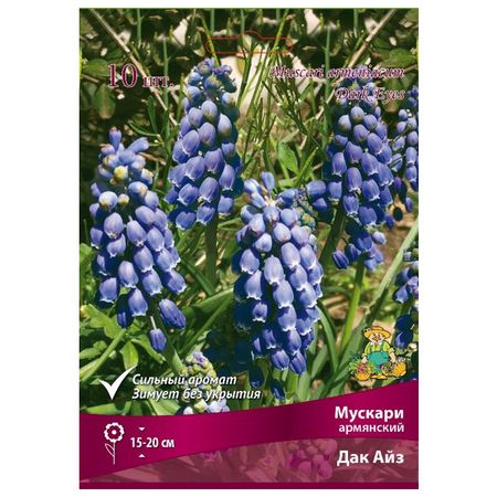 луковицы растений мускари армянский Дак Айз в капере 10 шт. 6/7 мускари lefeber peppermint 20 шт