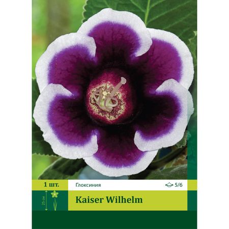 клубни Глоксиния Кайзер Вильгельм 5/6 1шт.