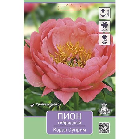 корень Пион гибридный Корал Суприм 1шт в капере классик
