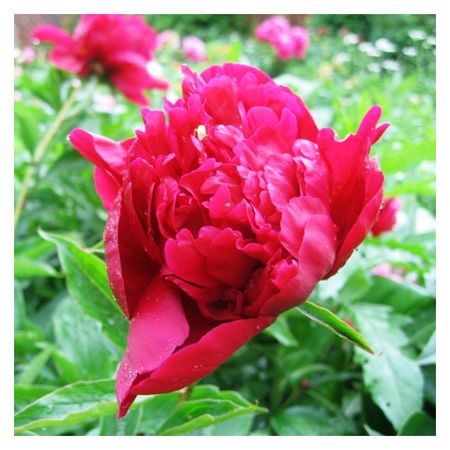 саженец Пион травянистый Галактика d11см в тубе