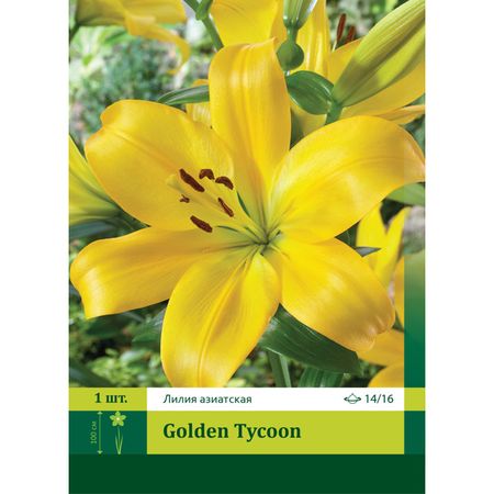 луковица Лилия азиатская Голден Тайкун 14/16 1шт.