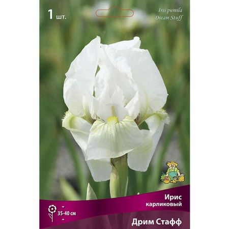 корень Ирис карликовый Дримм Стафф 1шт